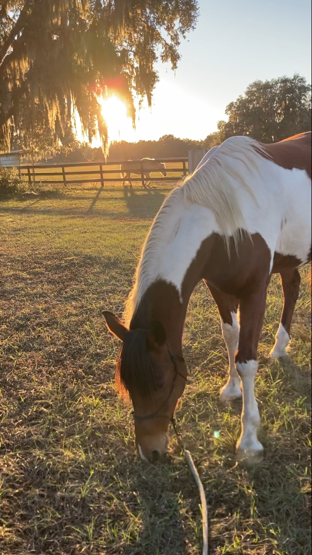 Chakotay, Sarah's horse, close-up portrait
