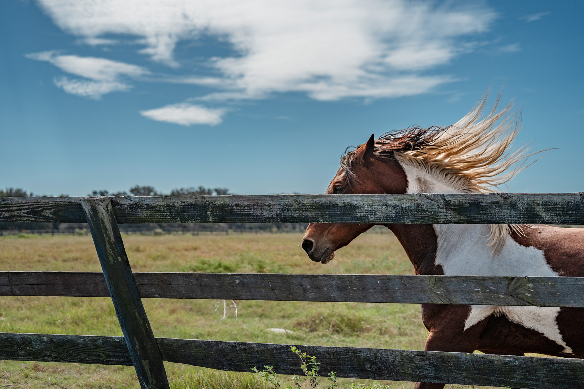 Chakotay, Sarah's half-Paint half-Friesian horse, mane flowing in the wind along a rustic fence with open pasture beyond